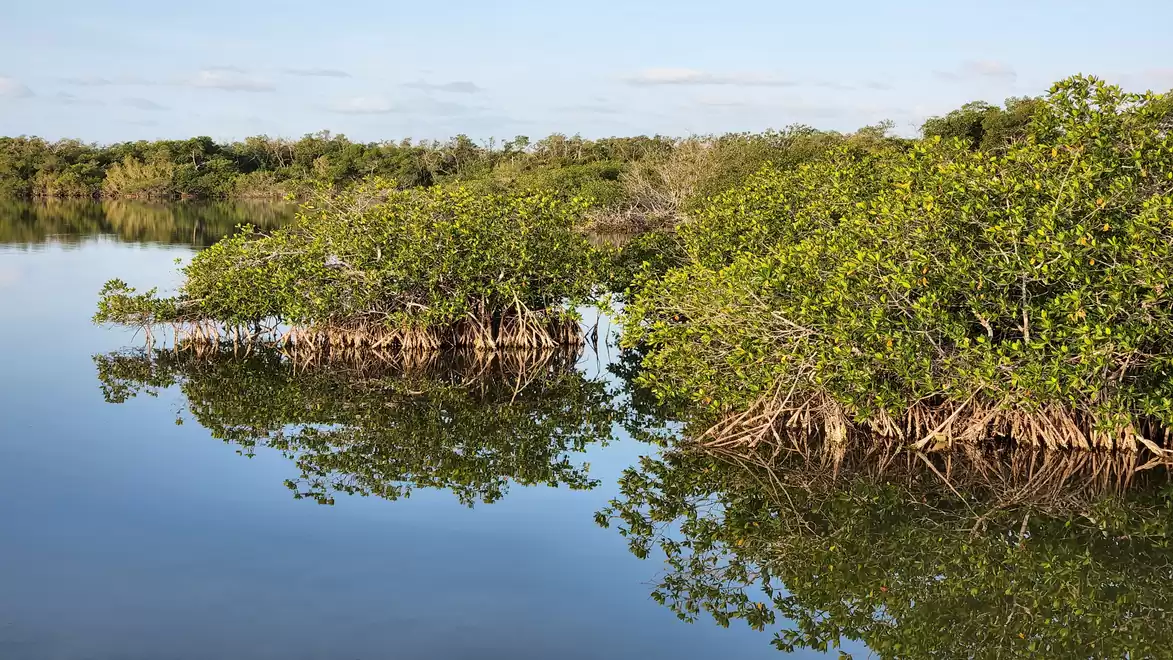 Mangroves in calm water with clear reflection of the trees in daylight.