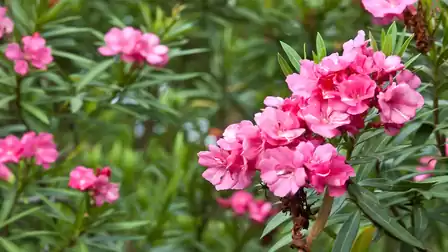 Close-up of pink oleander flowers with green leaves in the background.