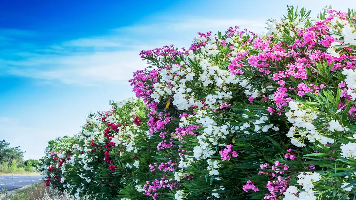 Colorful oleander bushes with pink, white, and red flowers along a road under a clear blue sky.