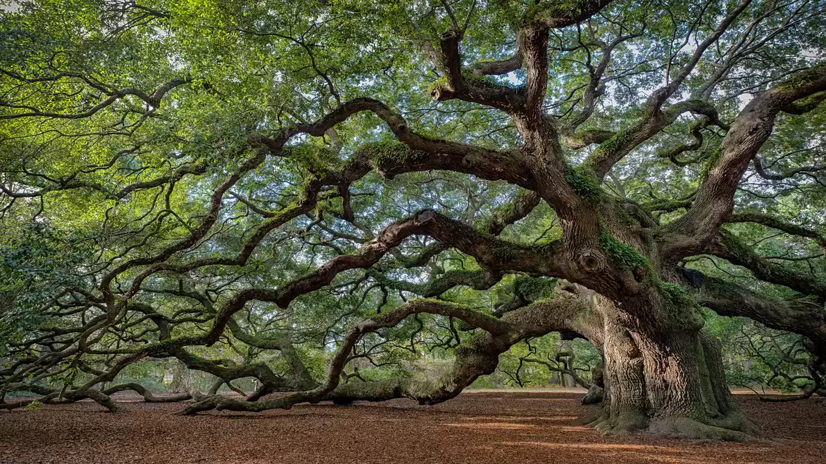 A majestic, ancient tree with sprawling branches and dense foliage in a peaceful forest setting.