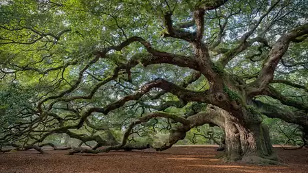 A majestic, ancient tree with sprawling branches and dense foliage in a peaceful forest setting.
