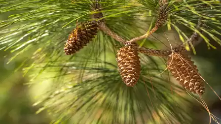 Close-up of three pine cones on a branch with green needles.