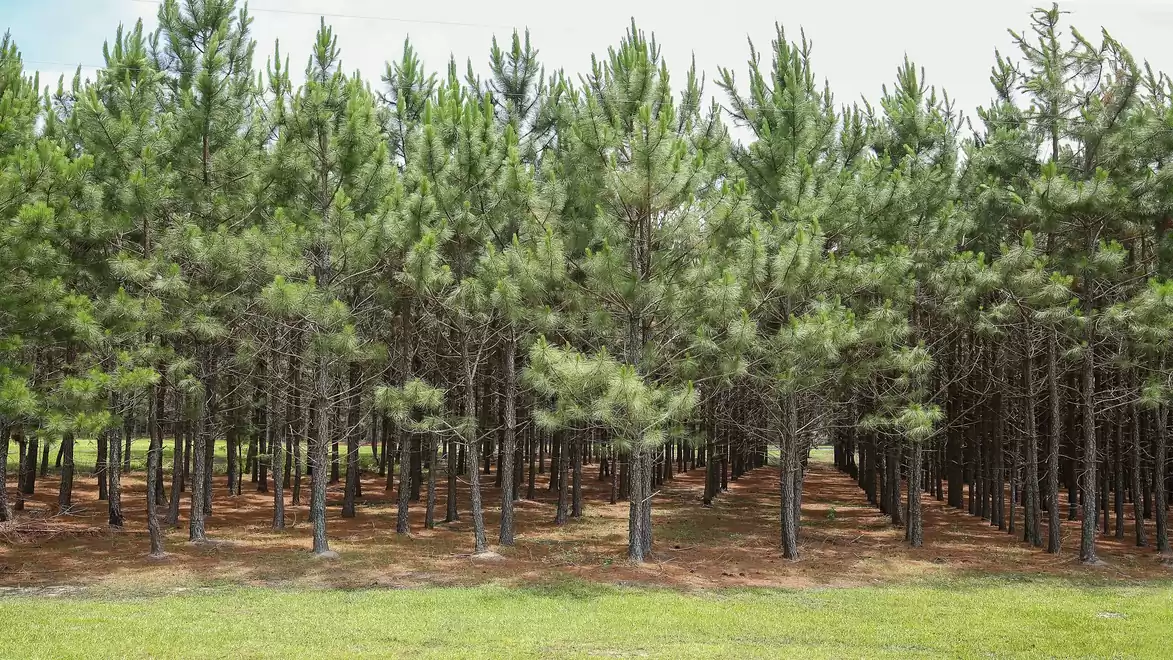 A dense forest with tall pine trees planted in neat rows. The ground is covered with pine needles, and more trees can be seen in the background.