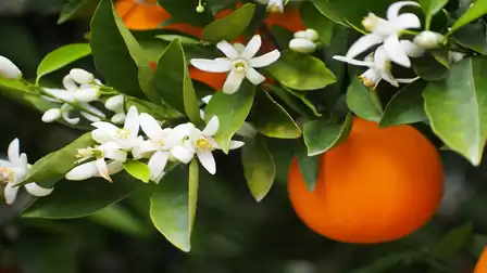 A branch with ripe oranges and fragrant white blossoms against green foliage.
