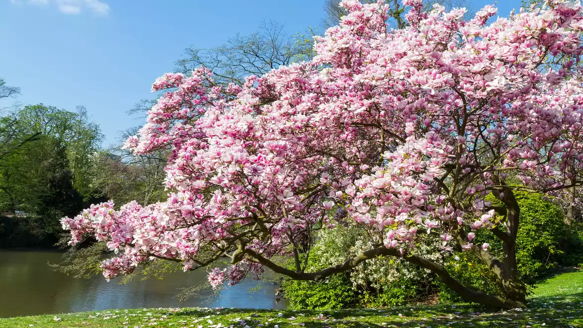 A magnificent cherry blossom tree in full bloom on a sunny day beside a tranquil river.