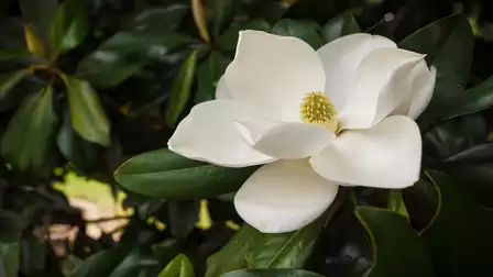 Close-up of a white magnolia blossom with green leaves in the background.