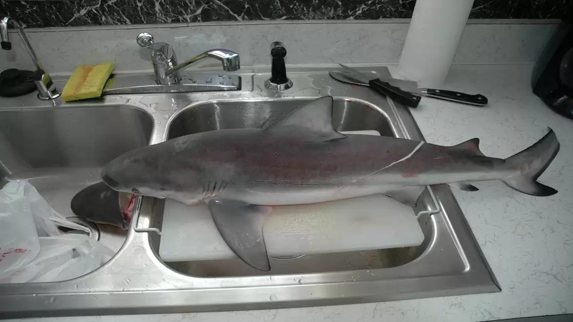 A dead shark lies in a kitchen sink next to kitchen utensils.