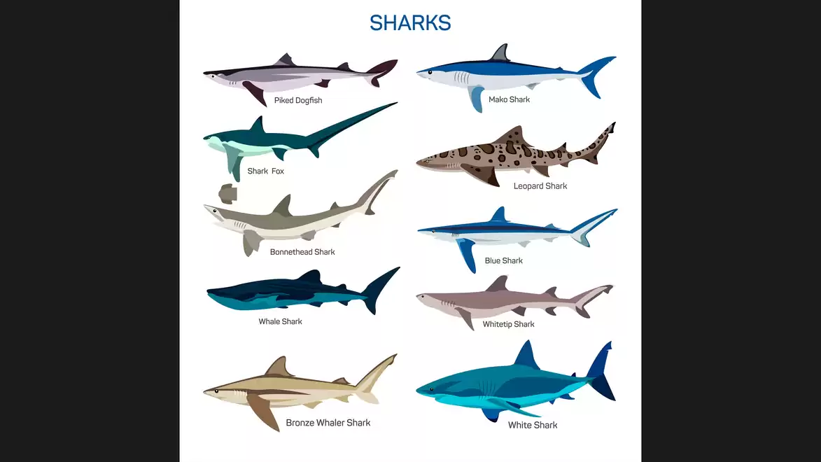 Illustration of ten different shark species, including Mako Shark, Hammerhead Shark, and Great White Shark.