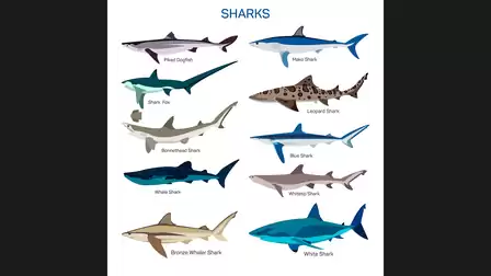 Illustration of ten different shark species, including Mako Shark, Hammerhead Shark, and Great White Shark.