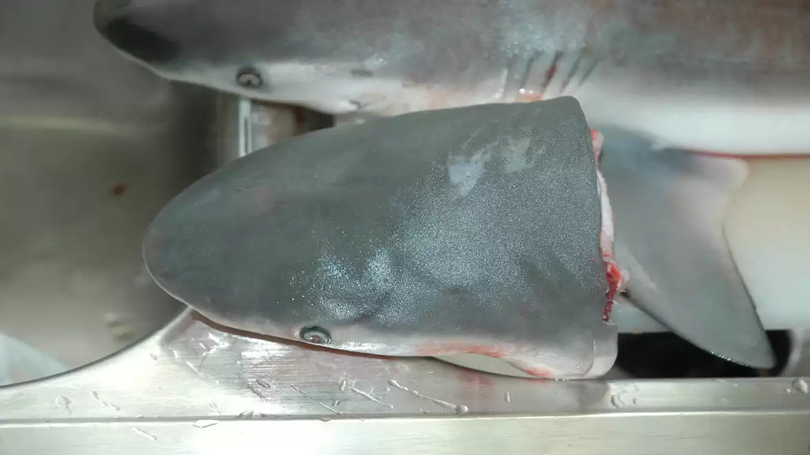 Severed shark head on a metal table in a fishery or kitchen.