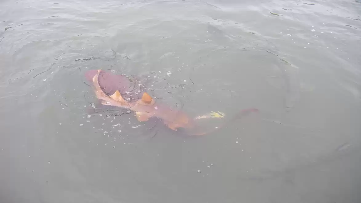 A shark in murky water that has just caught a fish.