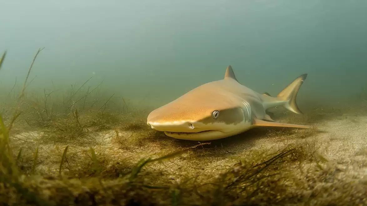 A shark swims close to the seabed in clear water, surrounded by seagrass.
