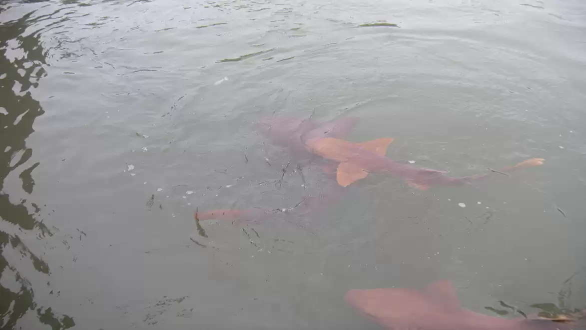 Several sharks swimming just below the water surface in murky water.