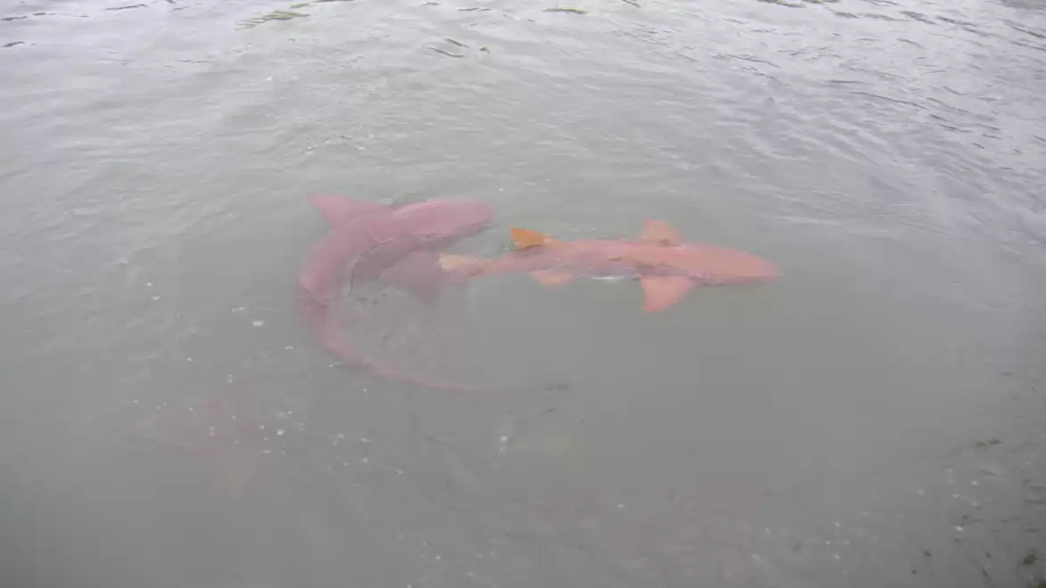Two sharks swimming in murky water.