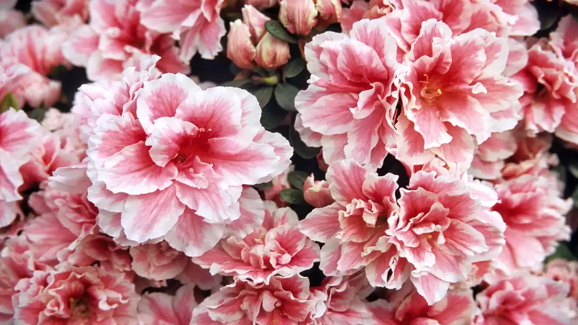 Close-up of pink azalea flowers with ruffled petals.