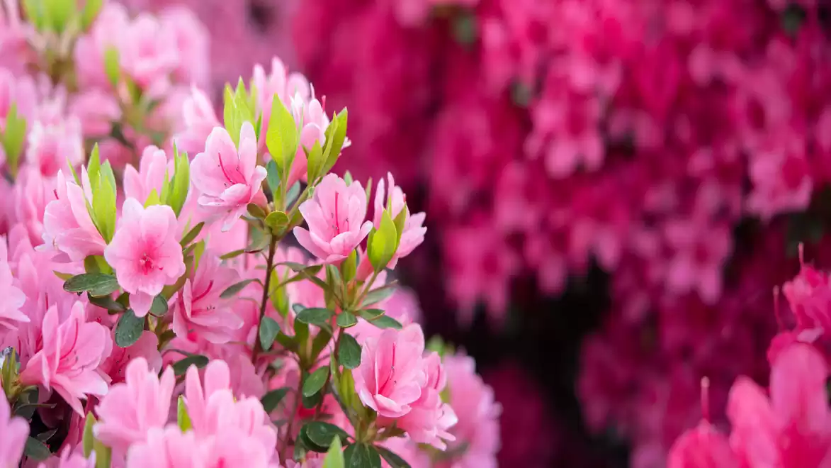 Close-up of pink blooming azaleas with a blurred background.