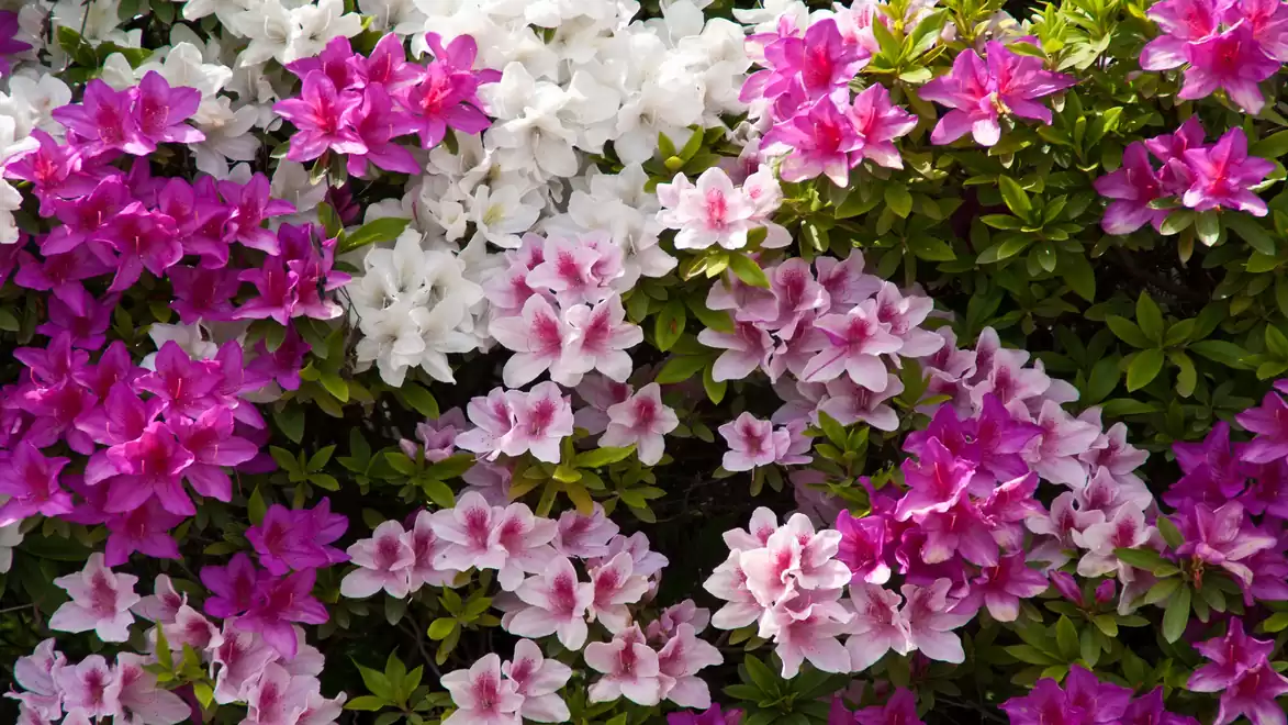 Various azalea flowers in white, pink, and pink, growing closely together, surrounded by green leaves.