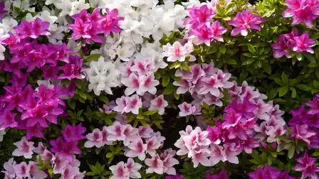 Various azalea flowers in white, pink, and pink, growing closely together, surrounded by green leaves.