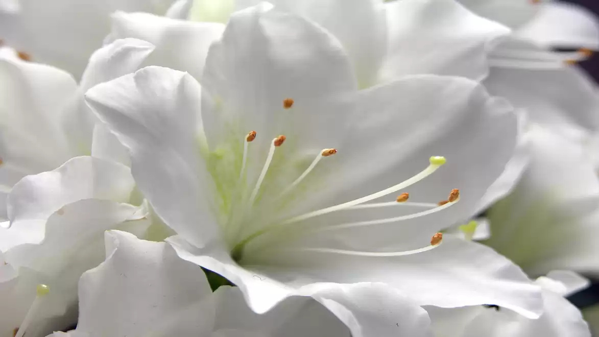 Close-up of white petals of an azalea flower with visible stamens.