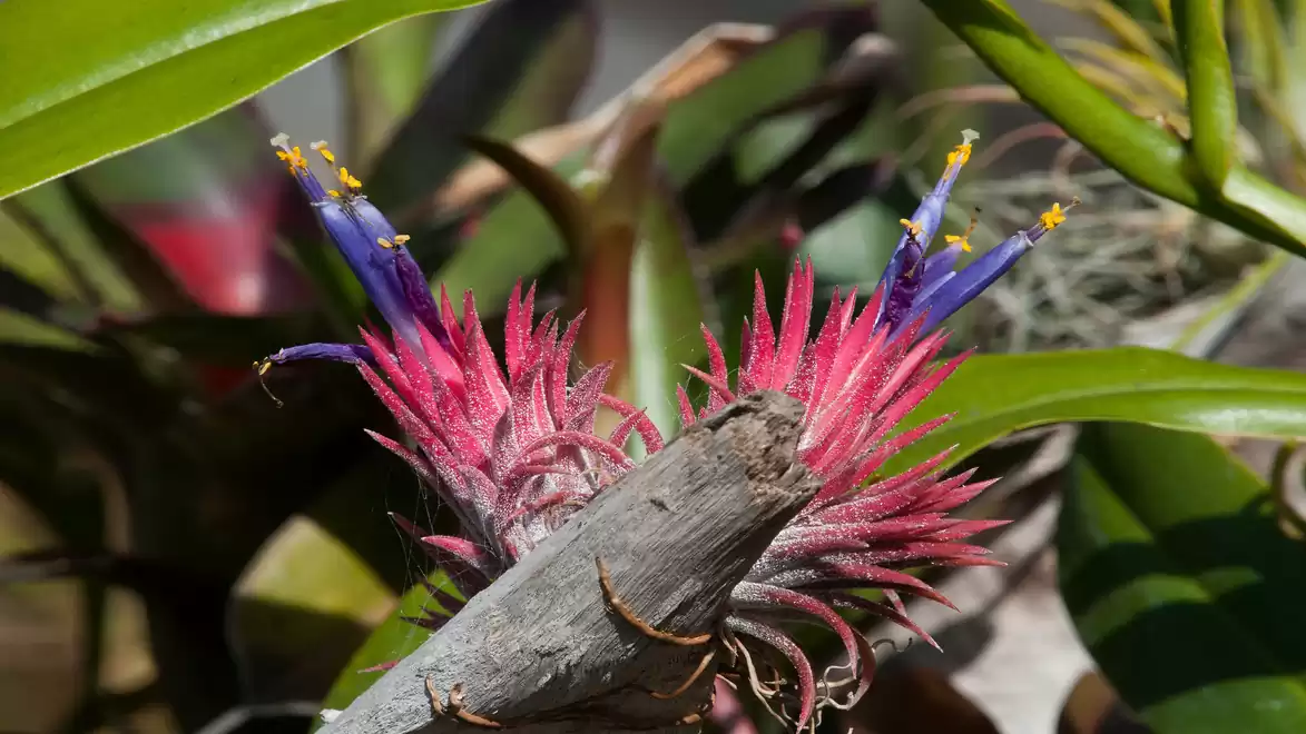 Close-up of an exotic plant with vibrant red and purple blossoms, surrounded by green leaves in sunlight.