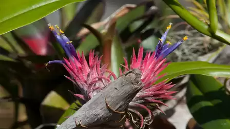 Close-up of an exotic plant with vibrant red and purple blossoms, surrounded by green leaves in sunlight.