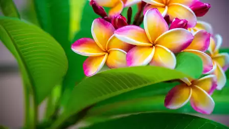 Close-up of colorful frangipani flowers with vibrant green leaves.