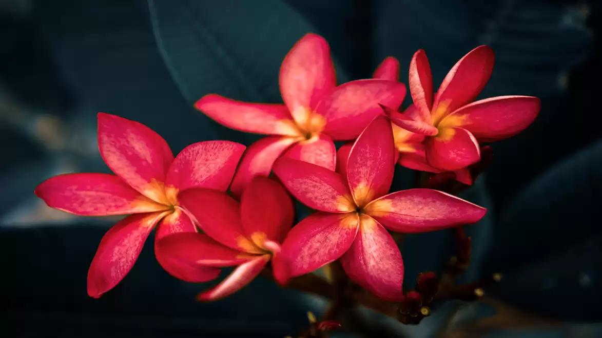 Close-up of red frangipani flowers against a dark background.