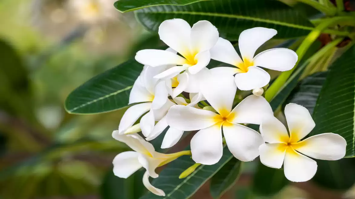 Close-up of white frangipani flowers with yellow centers, surrounded by green leaves.