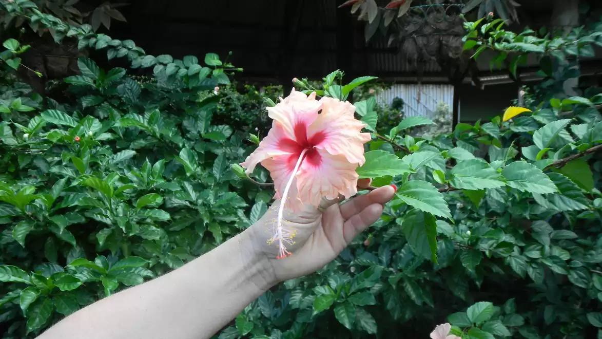 A hand holding a blooming pink hibiscus flower against a green background.