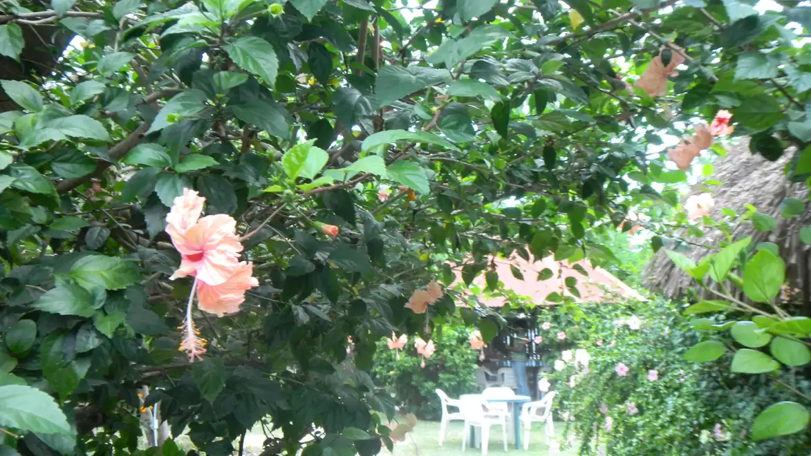 A blooming hibiscus bush with pink flowers in a lush, green garden. In the background, there are white garden furniture and a green foliage canopy.