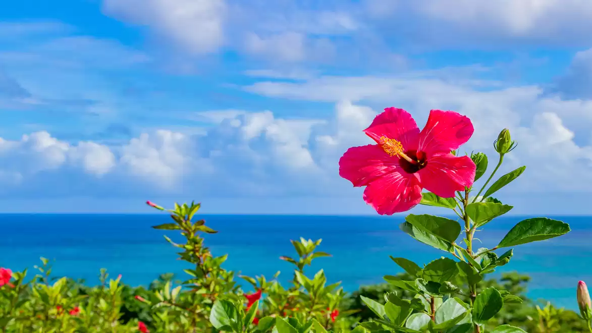 Red hibiscus flower with the sea and blue sky in the background.