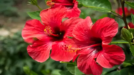 Two vibrant red hibiscus flowers with green leaves in the background.