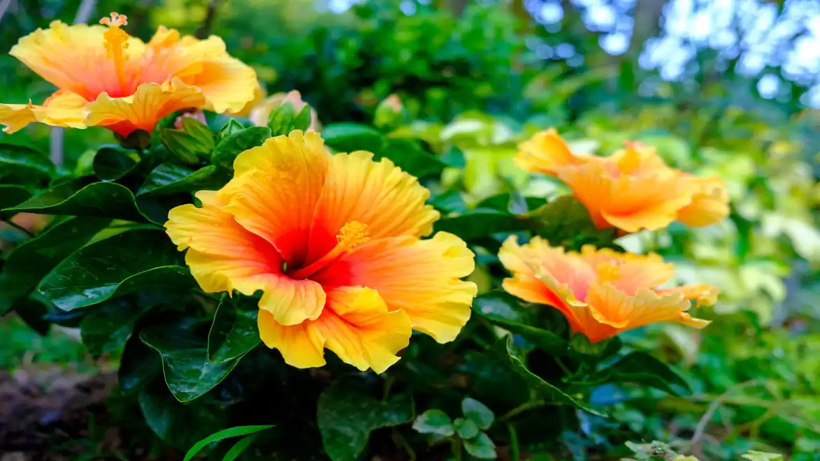 Vibrant yellow-orange hibiscus flowers in a green garden.