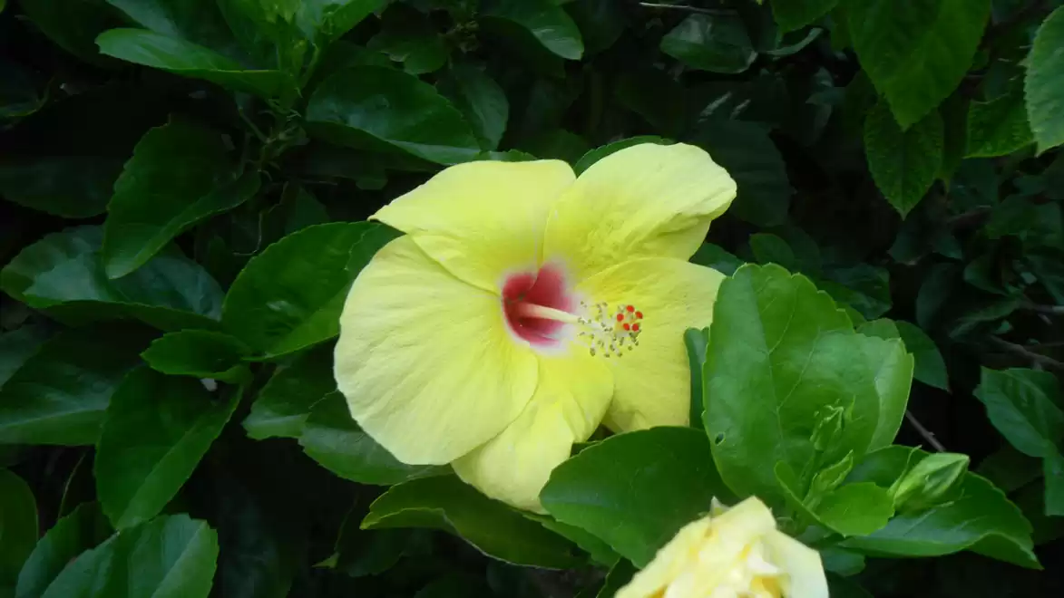 A yellow hibiscus flower with a red center surrounded by green leaves.