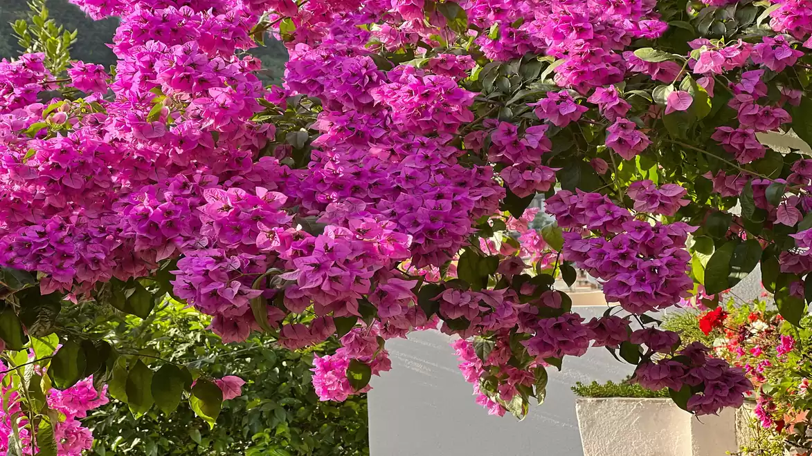 Blooming bougainvillea tree with bright pink flowers in front of a white building.