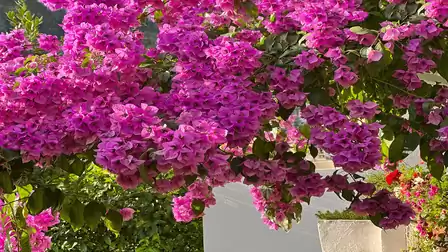 Blooming bougainvillea tree with bright pink flowers in front of a white building.