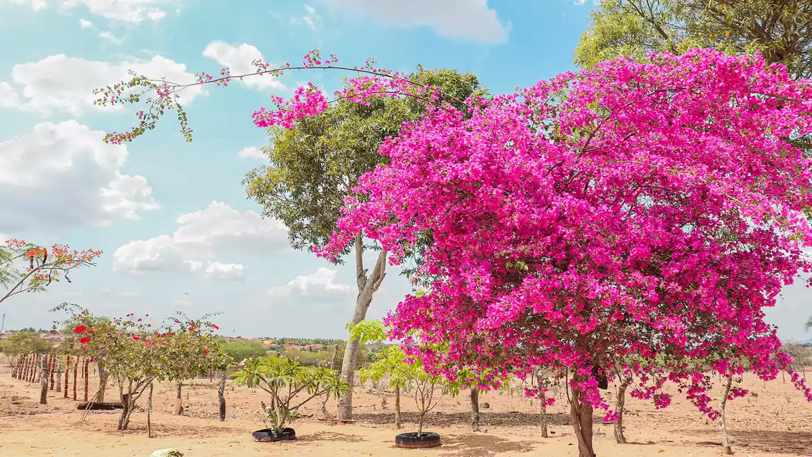 A vibrant pink blooming Bougainvillea tree in a dry landscape under a blue sky with clouds.
