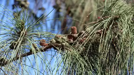 Close-up of a pine branch with green needles and small pine cones under a clear sky.