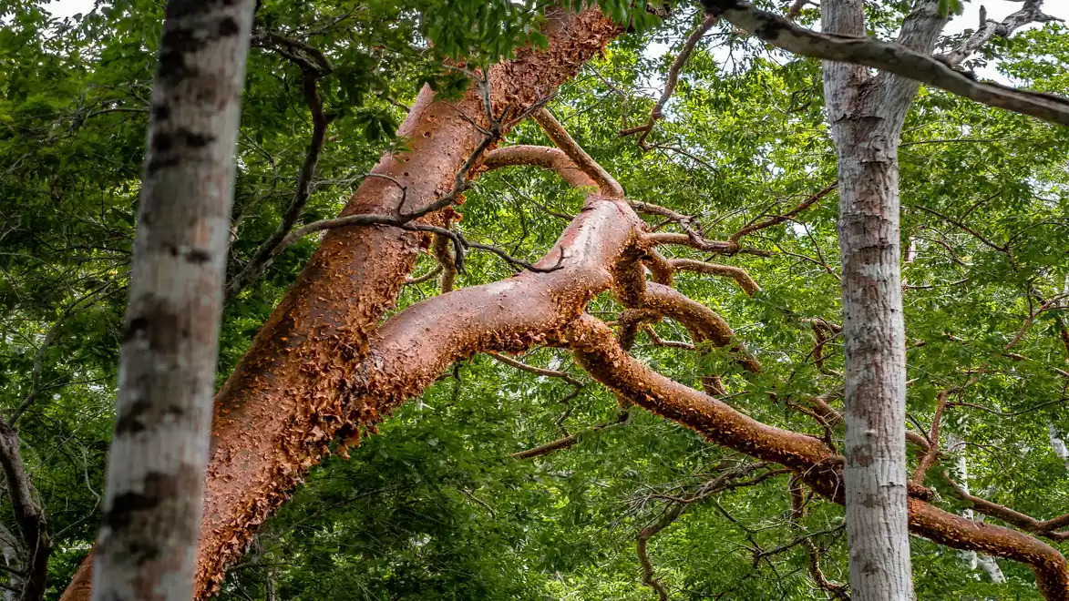 A pair of giant Australian eucalyptus trees with smooth, reddish bark and large branches, standing in a lush green forest.