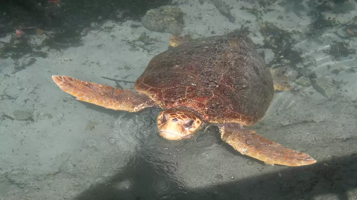 Large sea turtle swimming in clear water