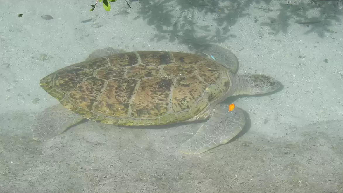A large sea turtle swims leisurely in the clear water of an aquarium. Its shell is clearly visible below the water surface.