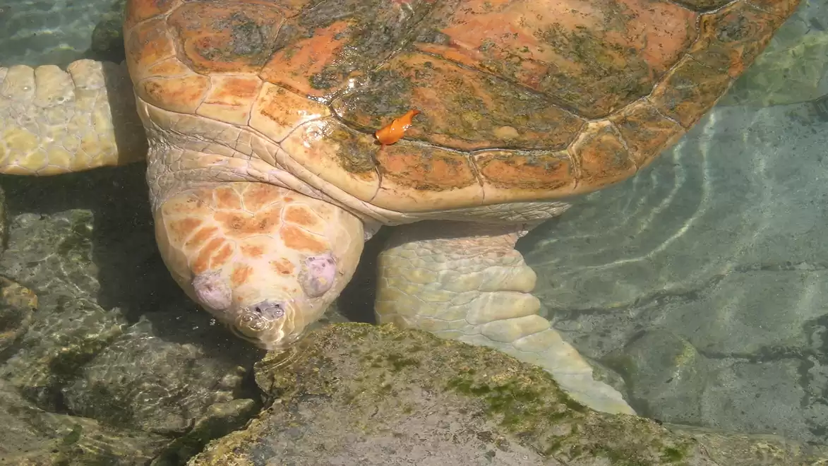 A large sea turtle swimming in clear water, lying next to a rock.