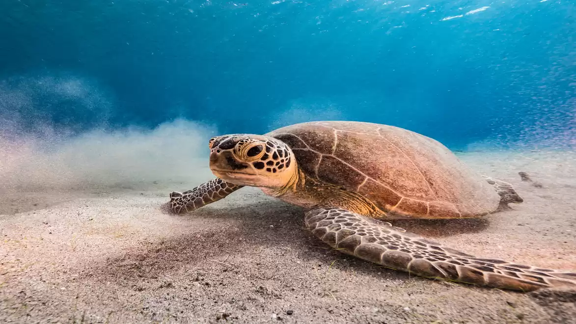 A sea turtle rests on a sandy ocean floor under clear blue water.