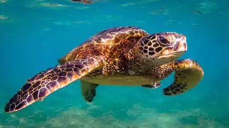 A sea turtle swimming in the clear blue water of an ocean.