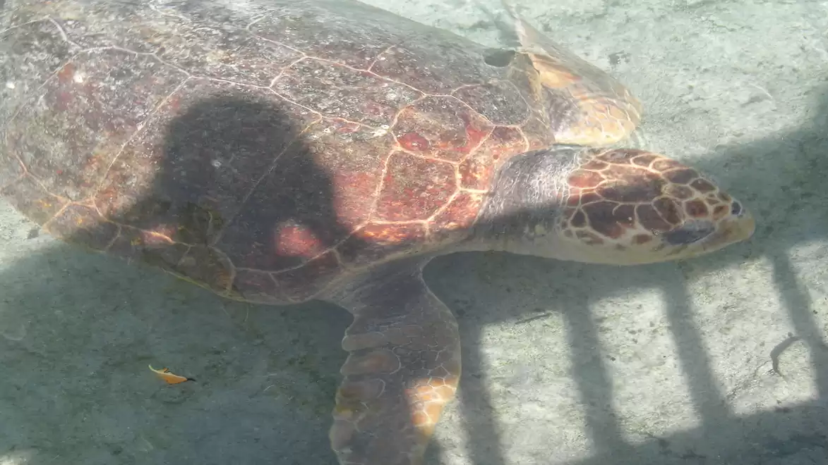 Photo of a sea turtle underwater in a sunny area.