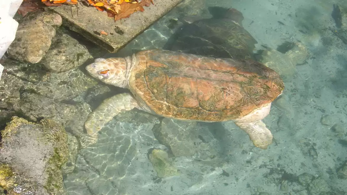 Turtle swimming in clear water near rocks and leaves.