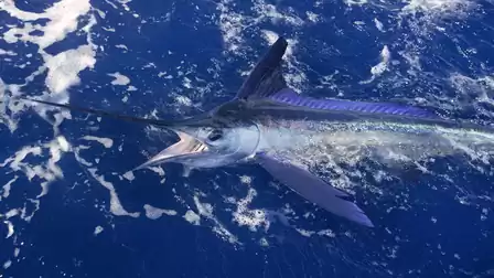 A large marlin swimming near the water's surface in the open sea. The fish is known for its long, spear-like bill and streamlined body shape.