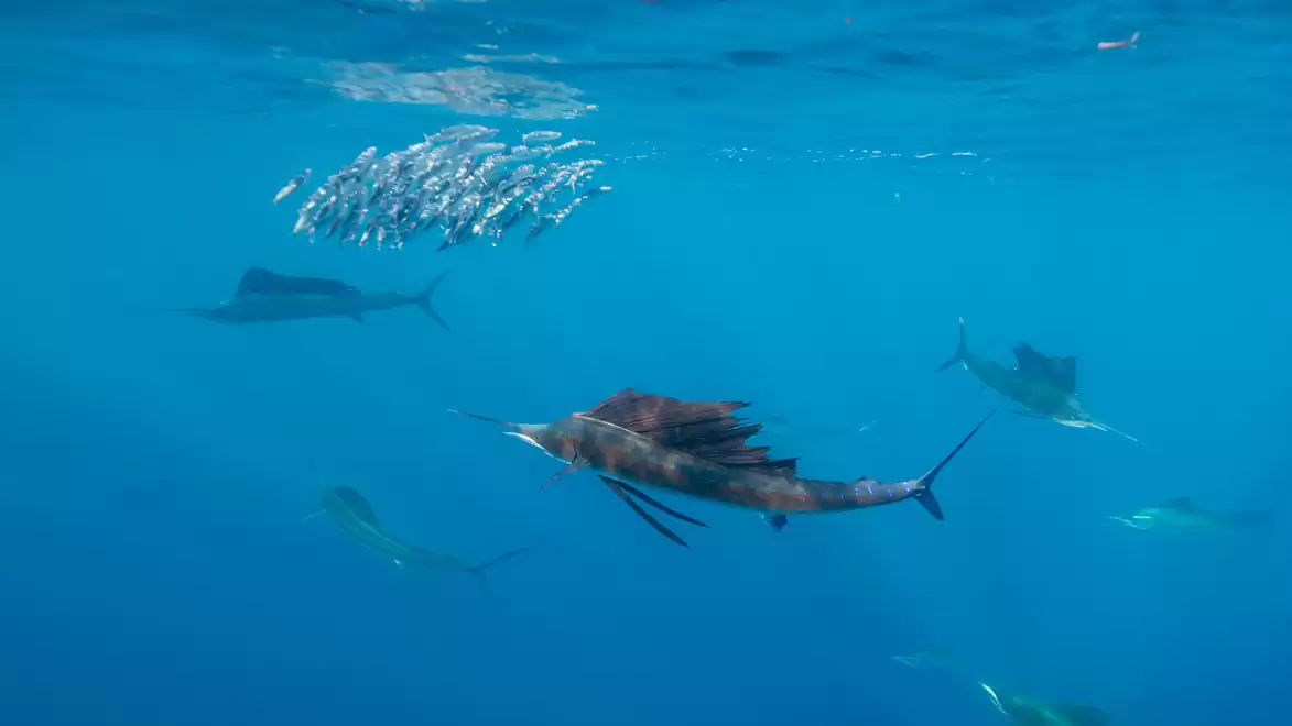 A group of sailfish swims in the blue sea, with a school of small fish visible above. The fish are active in their natural habitat.