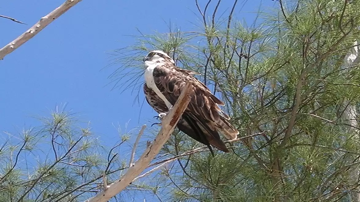 A bird of prey sits on a branch against a clear blue sky, surrounded by green foliage.