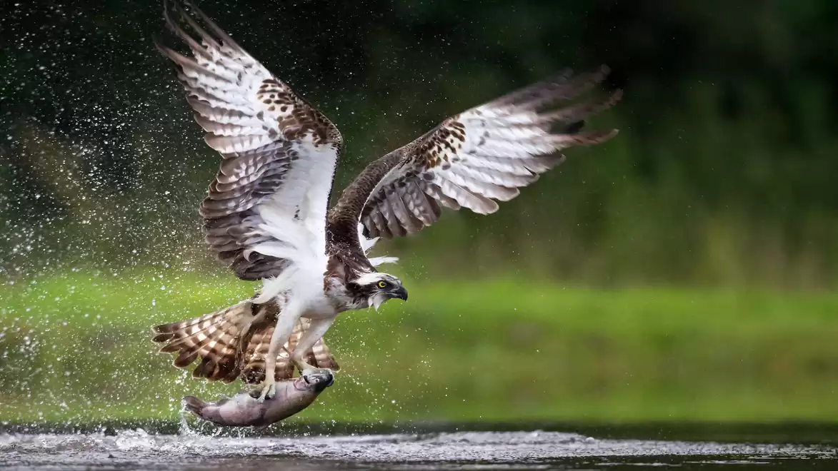 An osprey catches a fish from the water. The bird spreads its wings wide as it rises with its catch in a splashing motion.